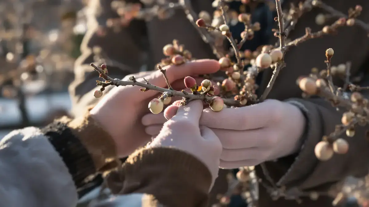 Dit detail aan de takken van uw appelboom bevordert een veel rijkere oogst